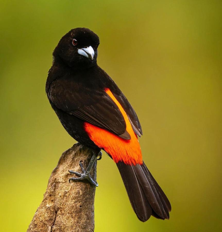 Casita El Sonido De Las Aves Uvita Bagian luar foto